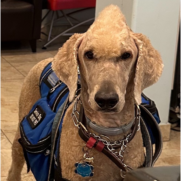 Meet your Posher, Lavandula - Picture 7 of 10